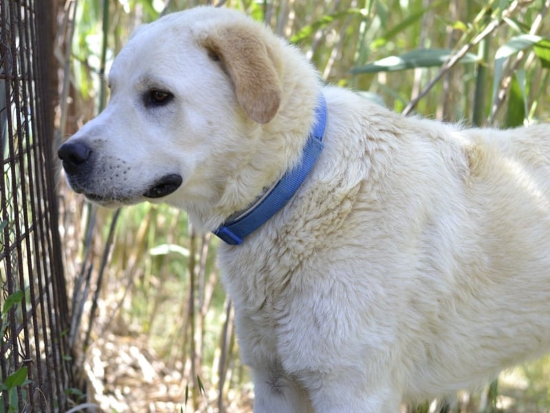 Cavour – Imposant, verschmust und aktiv