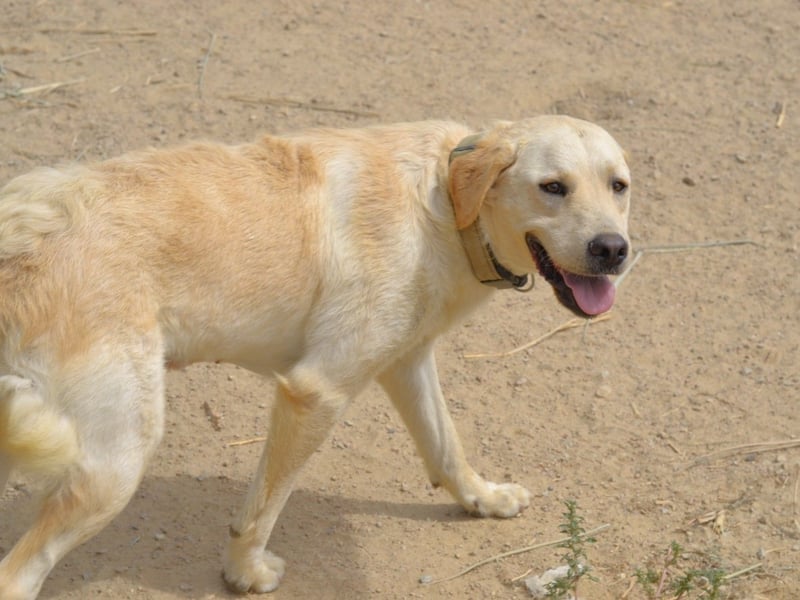 Camilla - die Große Sensible