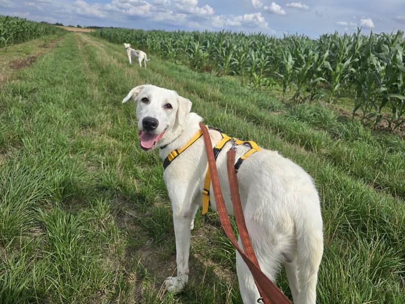 Seppiolino: Traumhund für aktive Menschen