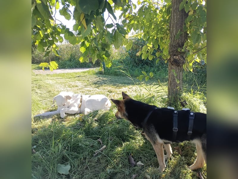 Cucciolo- auch das schaffen wir!