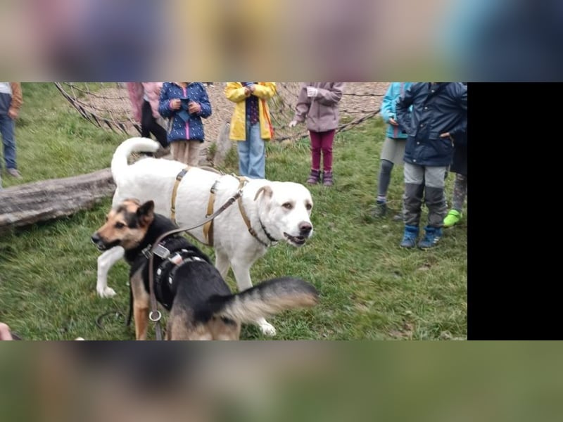 Cucciolo- auch das schaffen wir!