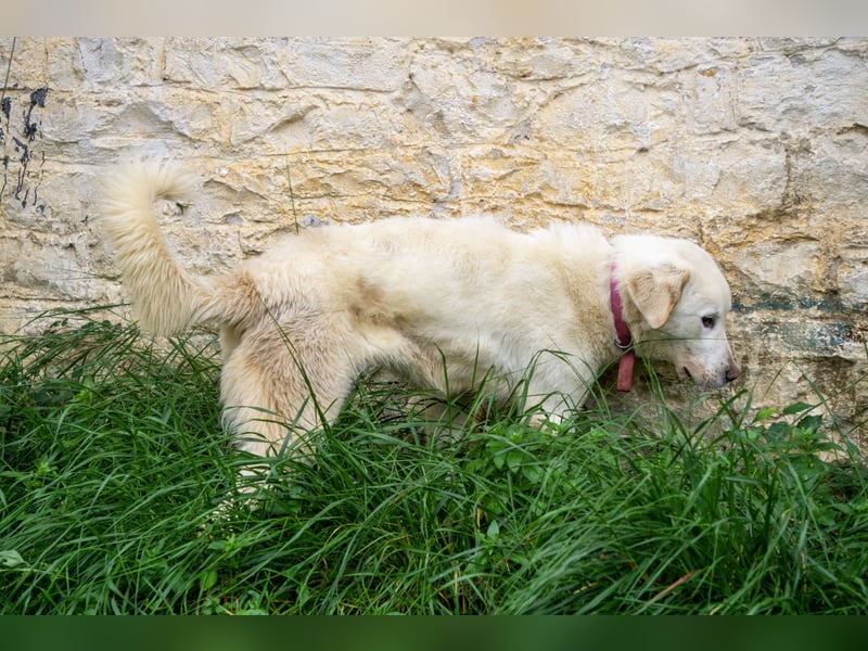 Mira: anhängliche Herdenschutzhündin sucht Zuhause