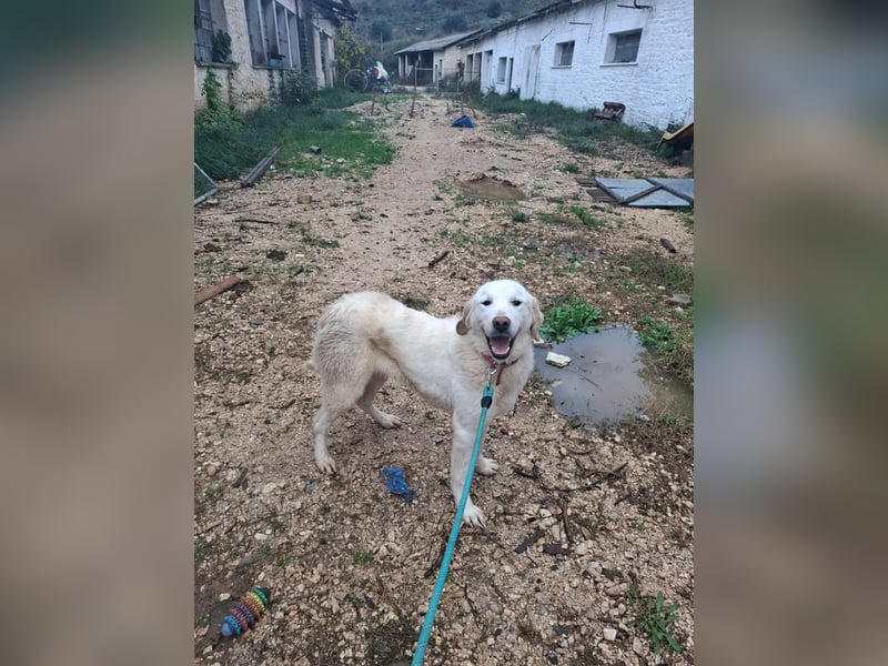 Mira: anhängliche Herdenschutzhündin sucht Zuhause