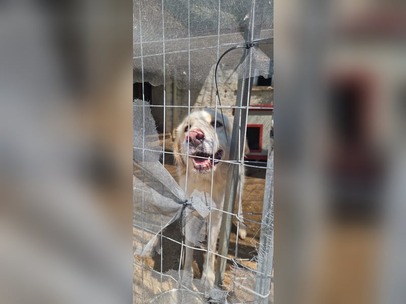 Amara - HSH-Hündin sucht Zuhause