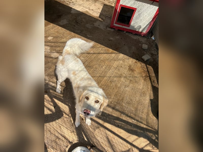 Amara - HSH-Hündin sucht Zuhause