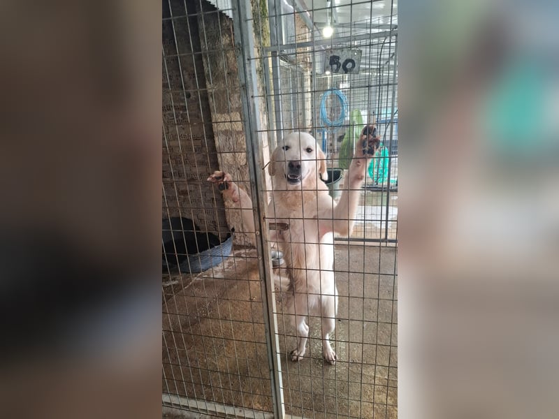 Mira: anhängliche Herdenschutzhündin sucht Zuhause