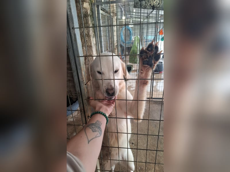 Mira: anhängliche Herdenschutzhündin sucht Zuhause