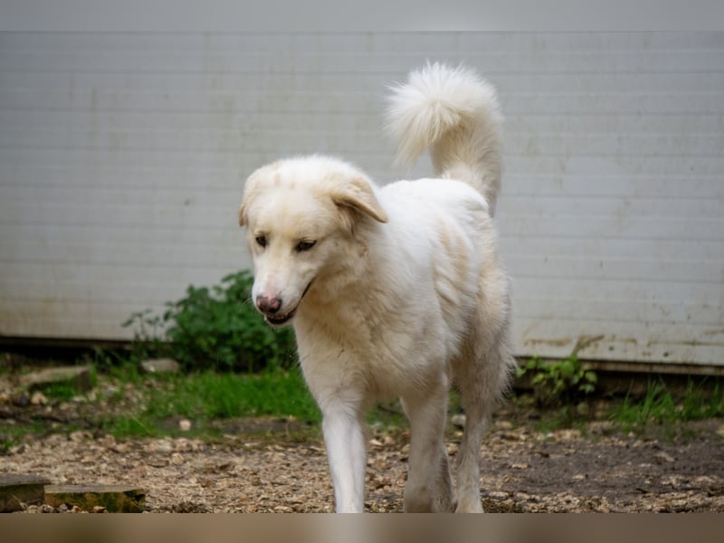 Amara - HSH-Hündin sucht Zuhause