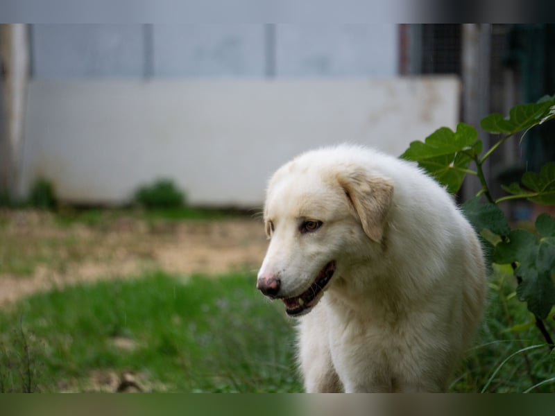 Amara - HSH-Hündin sucht Zuhause