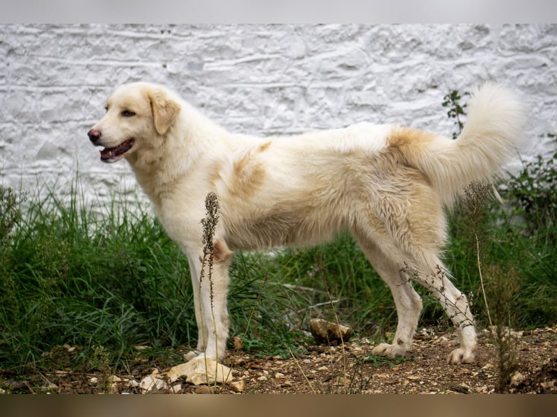 Amara - HSH-Hündin sucht Zuhause