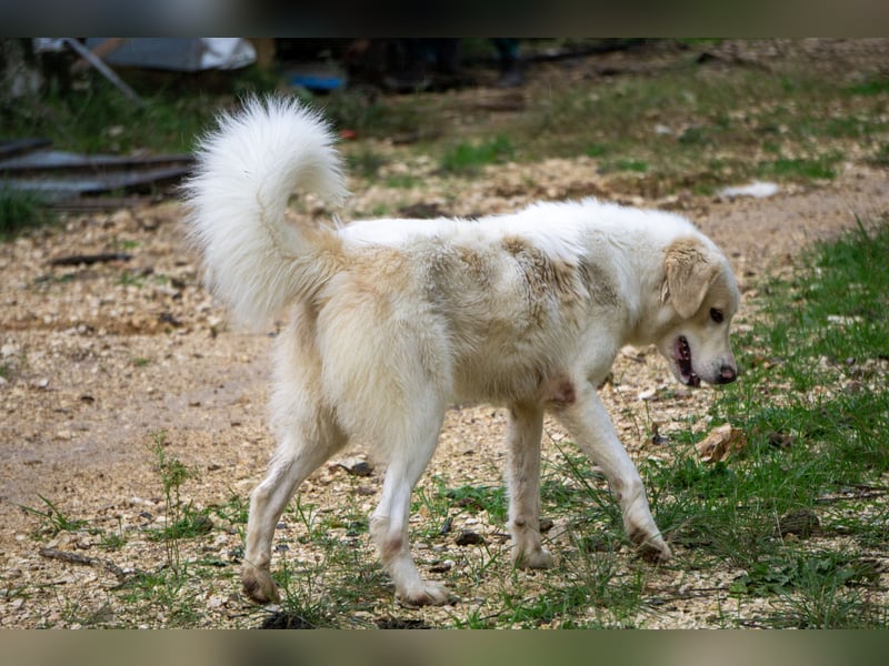 Amara - HSH-Hündin sucht Zuhause