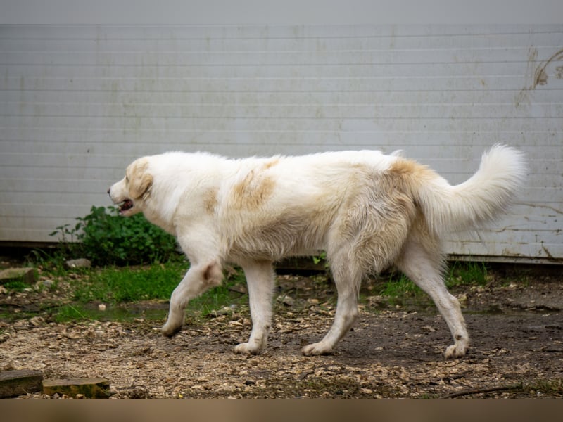 Amara - HSH-Hündin sucht Zuhause