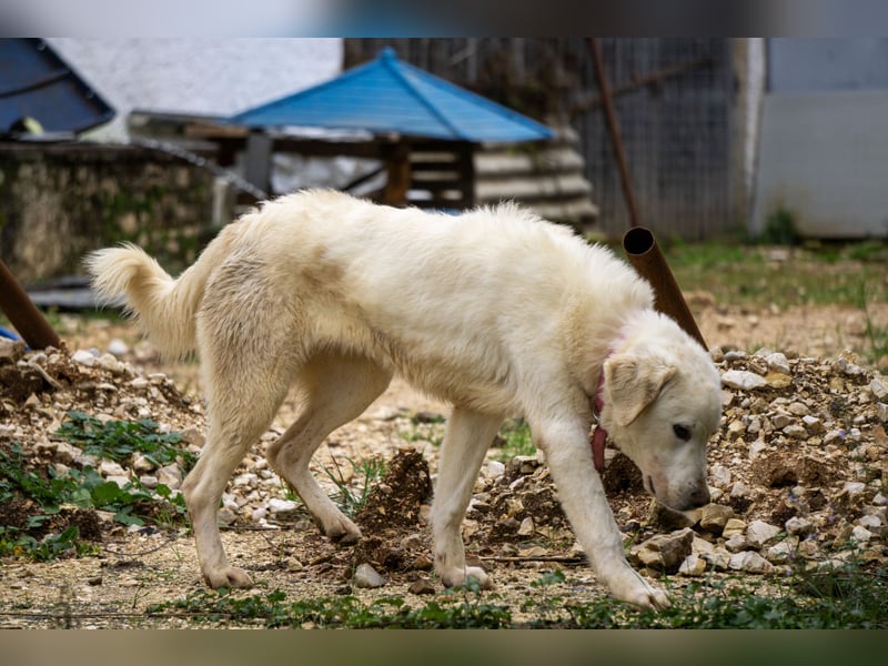Mira: anhängliche Herdenschutzhündin sucht Zuhause
