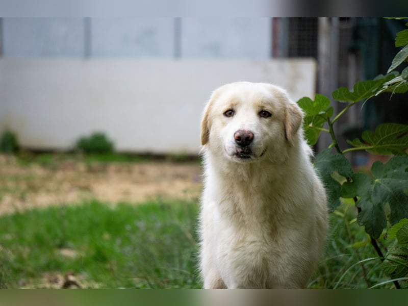 Amara - HSH-Hündin sucht Zuhause