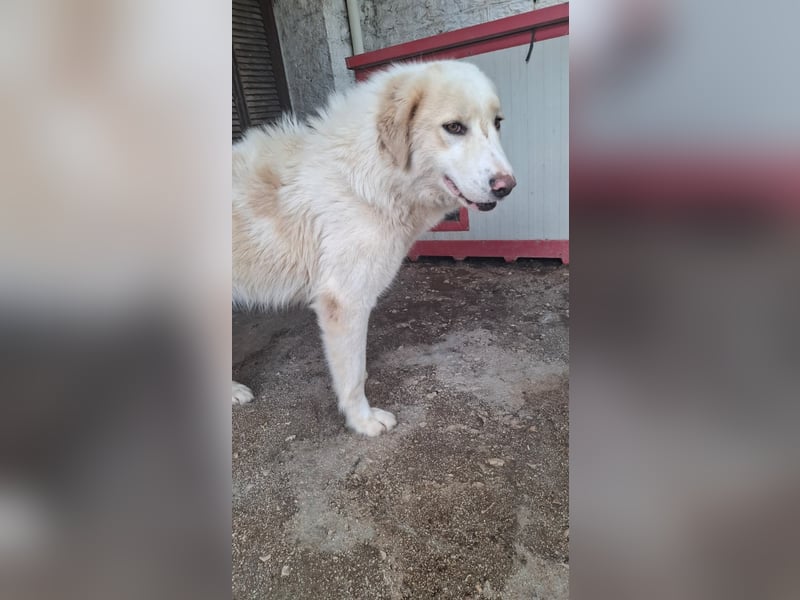 Amara - HSH-Hündin sucht Zuhause