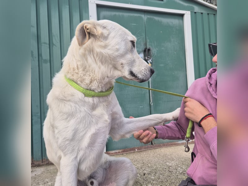 Yury - ein sanfter, immer fröhlicher Gefährte sucht seine Menschen