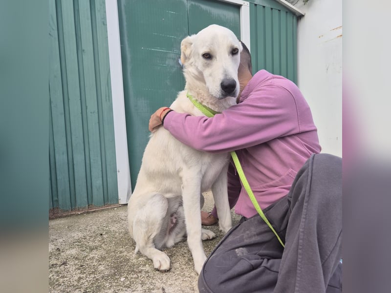 Yury - ein sanfter, immer fröhlicher Gefährte sucht seine Menschen