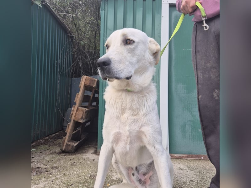 Yury - ein sanfter, immer fröhlicher Gefährte sucht seine Menschen