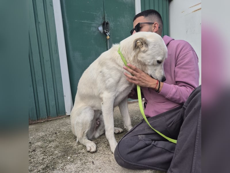 Yury - ein sanfter, immer fröhlicher Gefährte sucht seine Menschen