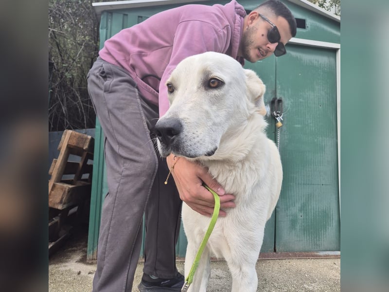 Yury - ein sanfter, immer fröhlicher Gefährte sucht seine Menschen
