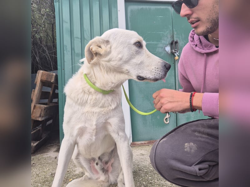 Yury - ein sanfter, immer fröhlicher Gefährte sucht seine Menschen