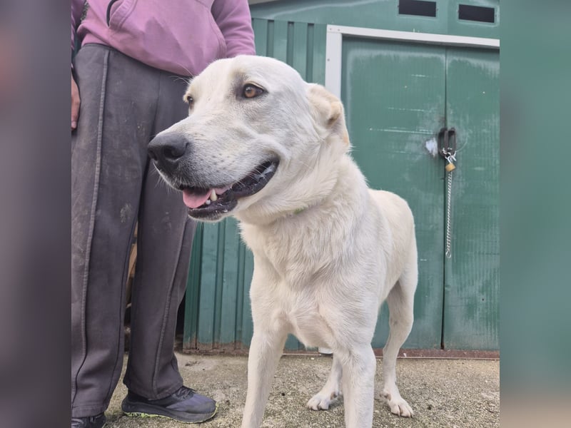 Yury - ein sanfter, immer fröhlicher Gefährte sucht seine Menschen