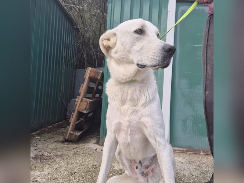 Yury - ein sanfter, immer fröhlicher Gefährte sucht seine Menschen