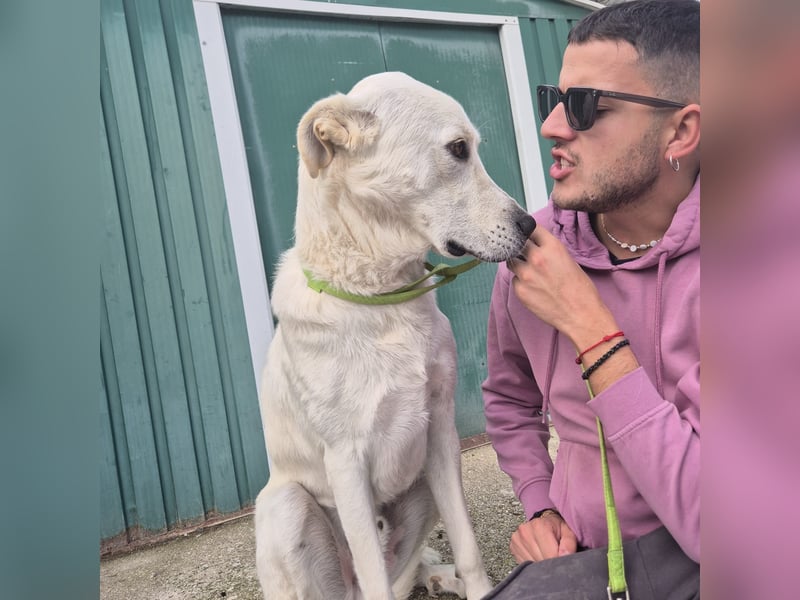 Yury - ein sanfter, immer fröhlicher Gefährte sucht seine Menschen