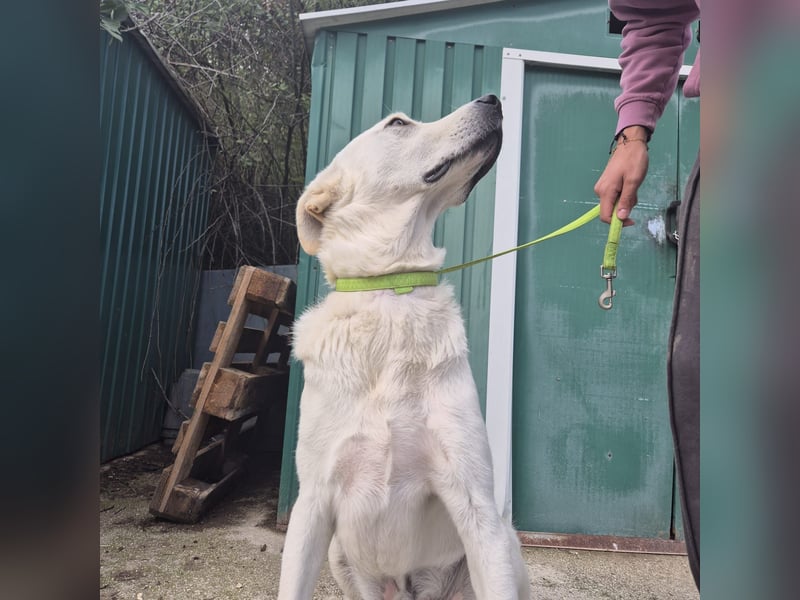 Yury - ein sanfter, immer fröhlicher Gefährte sucht seine Menschen