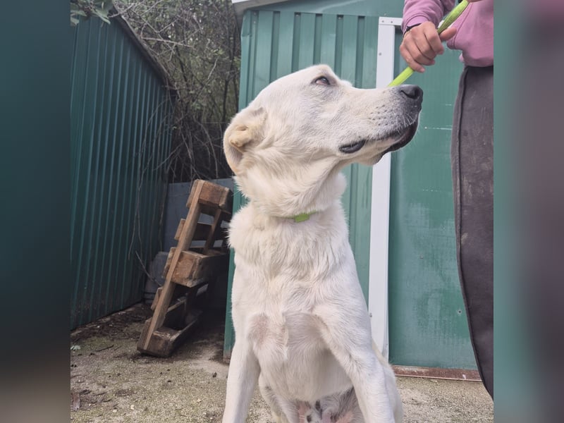 Yury - ein sanfter, immer fröhlicher Gefährte sucht seine Menschen