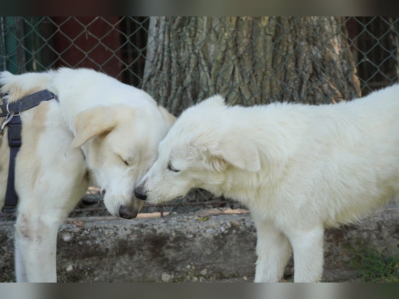 Mona - Ruhe, Würde und ein großes Herz