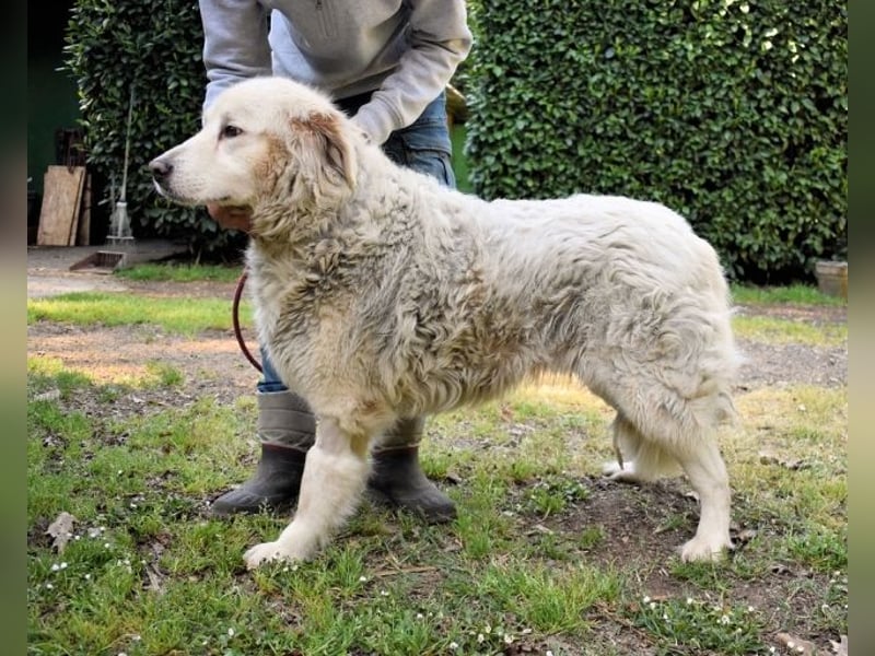 Gorivah - Das Leben ist zu kurz...