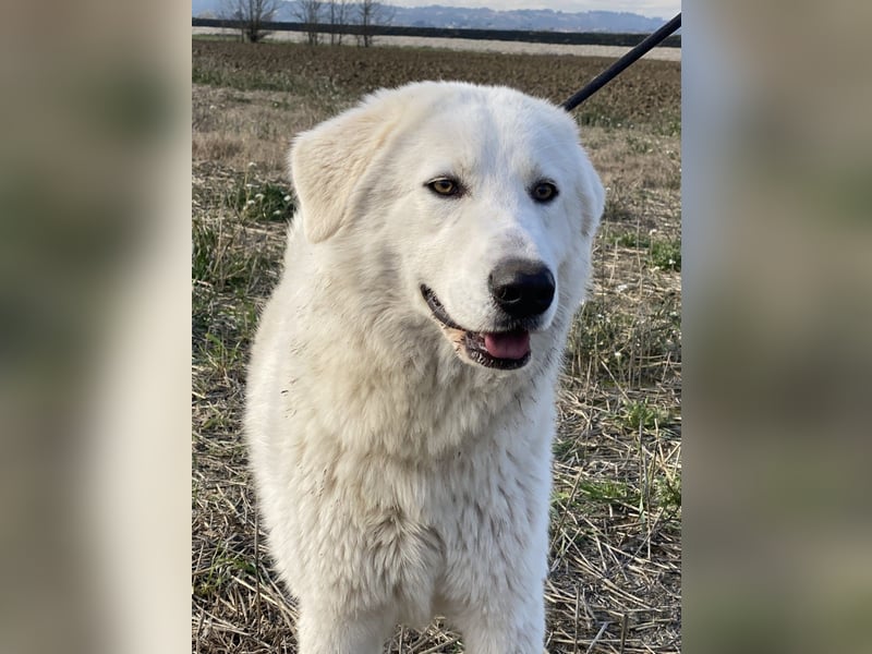 Mona - Ruhe, Würde und ein großes Herz