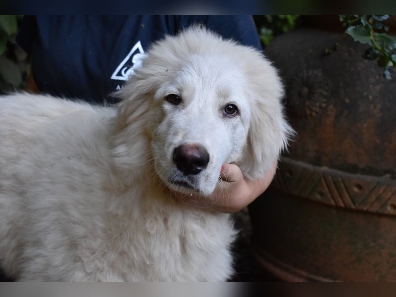 Leofric - Kleiner Löwe hat Großes vor