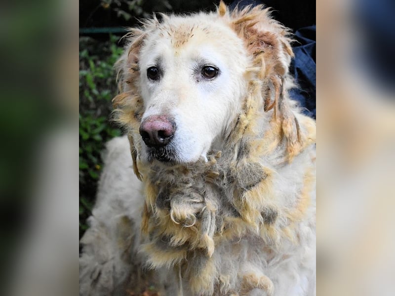 Akamu - Sucht seinen passenden Deckel