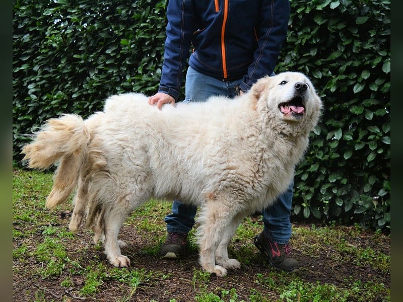 Tallulah - Grandezza auf vier Pfoten!