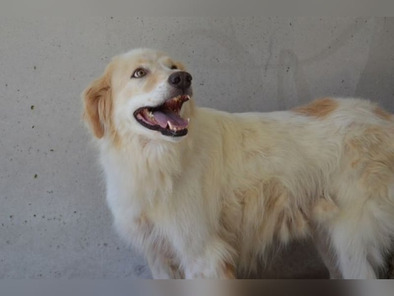 Pratheep - Vom Clan der Fussel - Pfoten