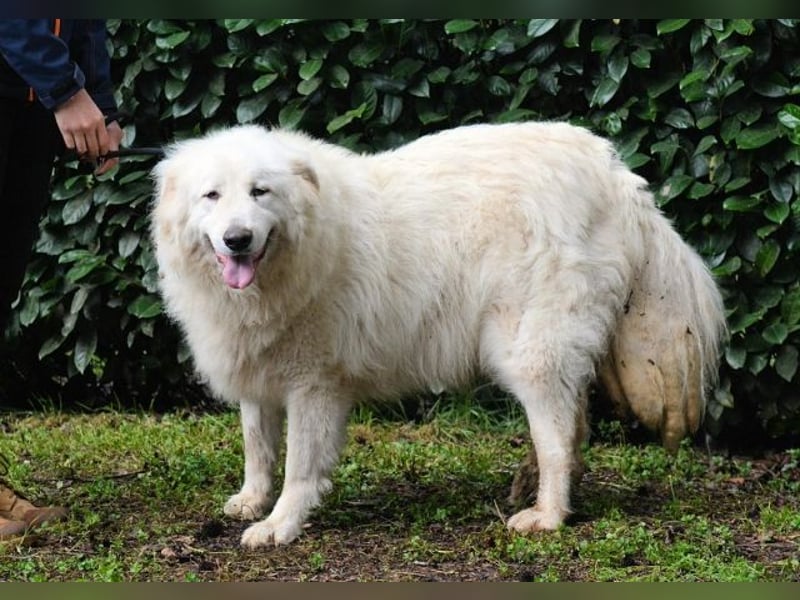 Hadriano - Viel mehr als nur einer unter vielen!