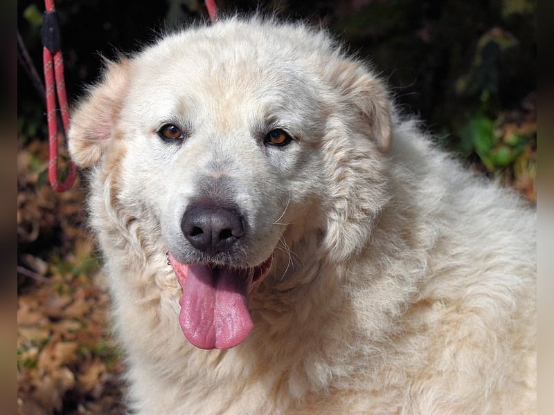 Tallulah - Grandezza auf vier Pfoten!