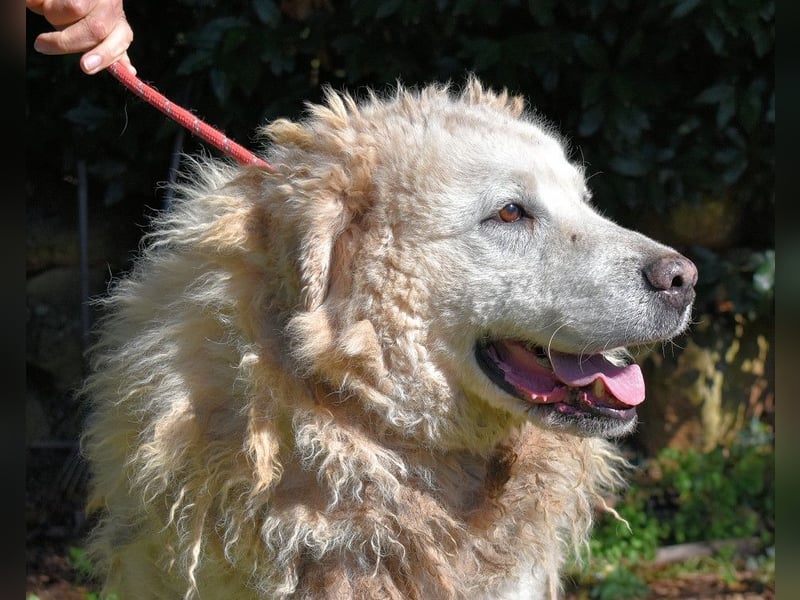 Noak - Alles nur Wunschdenken... ?