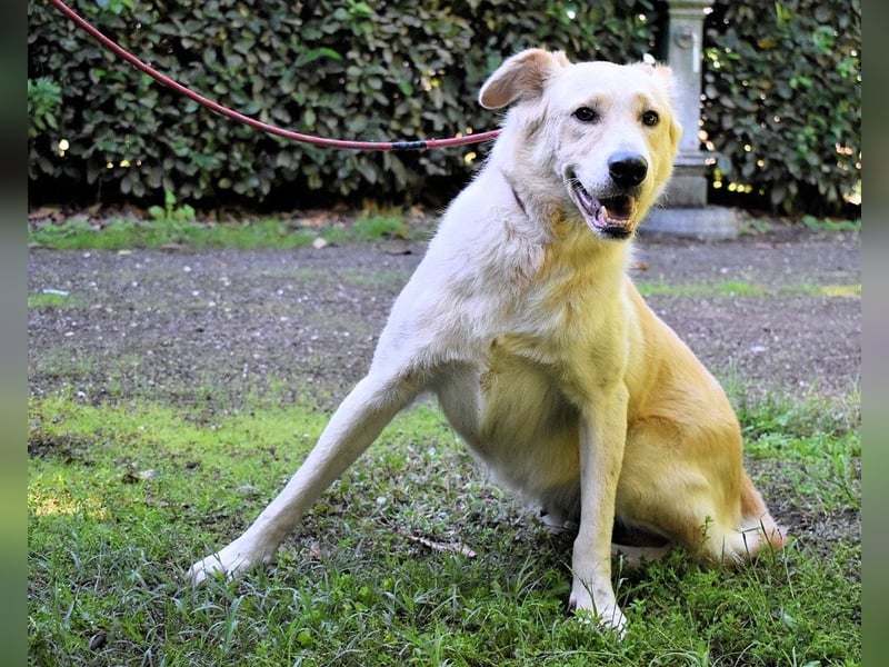 Antiloco - Nur ein Wunsch: endlich nach Hause!