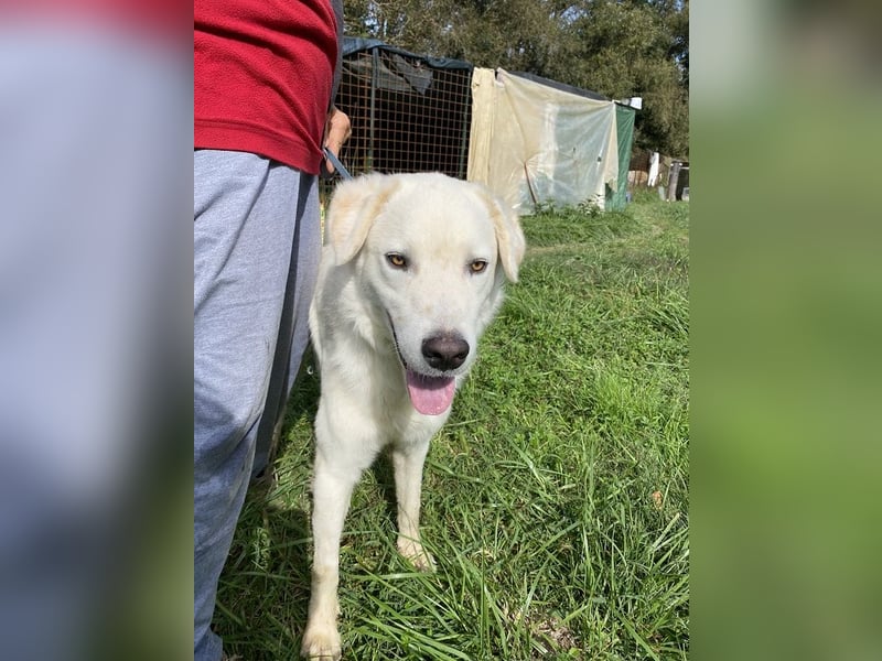 Boss - Wenn ein Name täuscht und ein Herz gewinnt