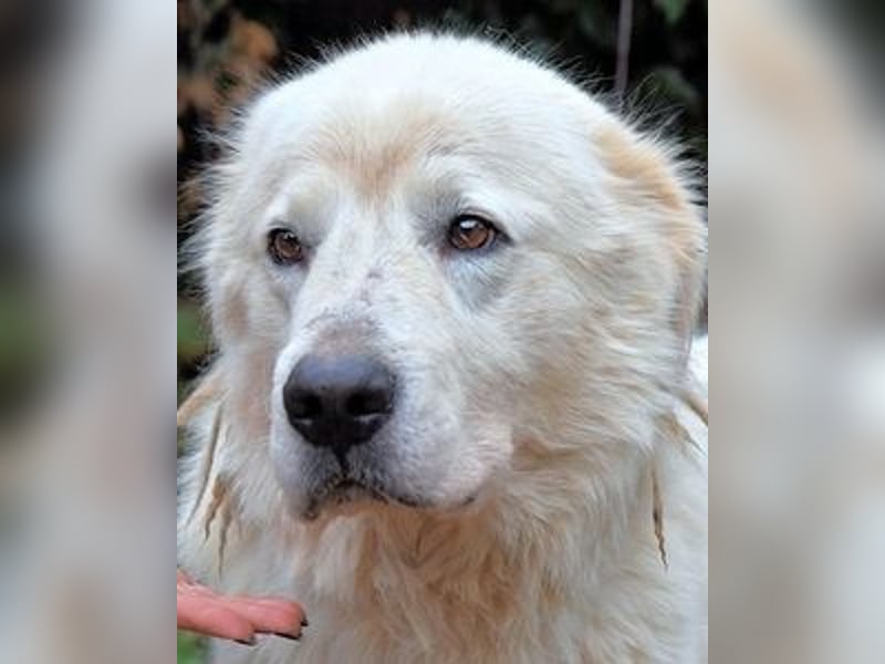 Apolonio - möchte für seine Menschen ein Fels in der Brandung sein