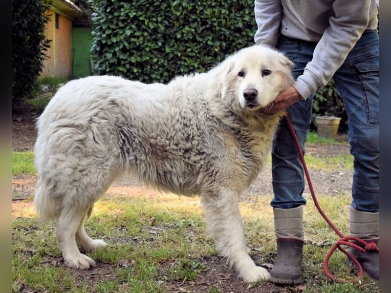 Gorivah - Das Leben ist zu kurz...