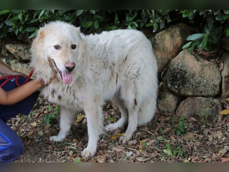 Pinturicchio - Finde den Fehler!