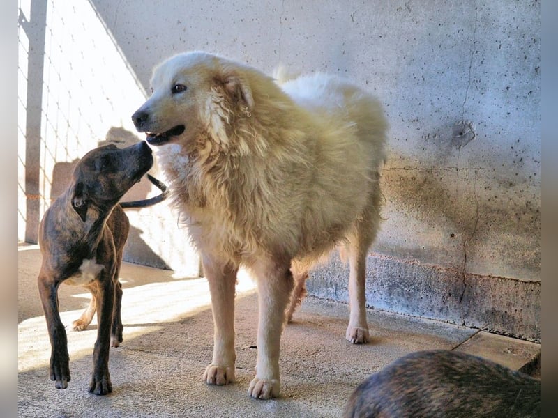 Albertone - Alles, alles Gute!!!