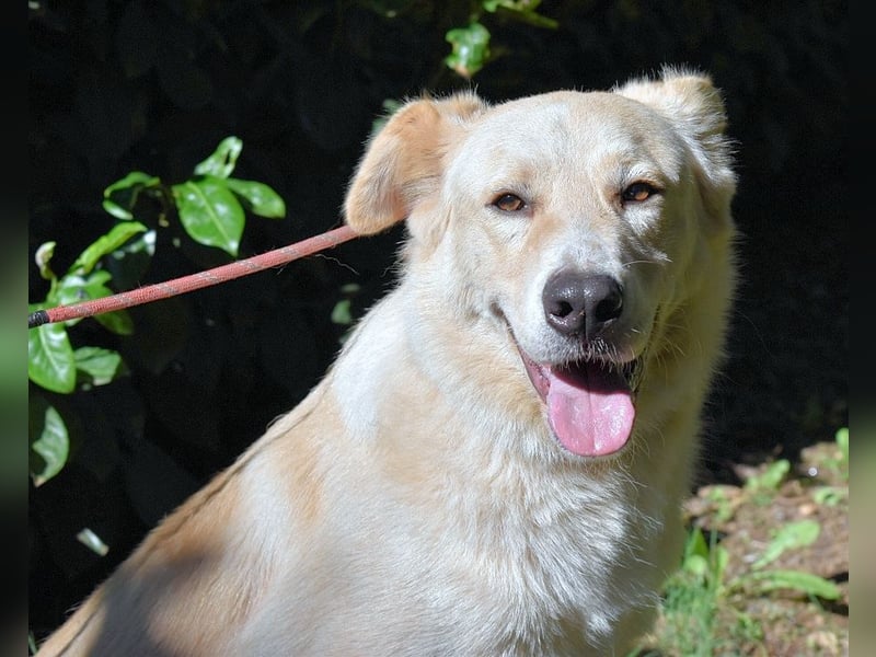 Antiloco - Nur ein Wunsch: endlich nach Hause!