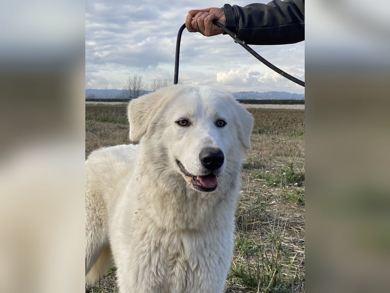 Mona - Ruhe, Würde und ein großes Herz