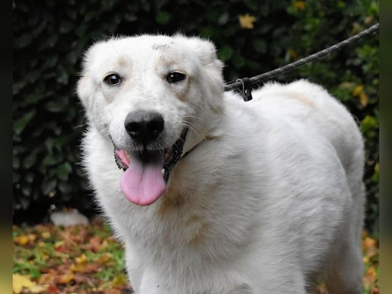 Yasmine - freundlicher Sonnenschein sucht sonniges Plätzchen