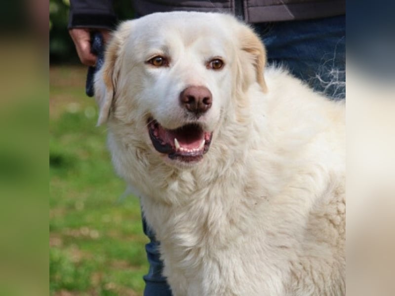 Abele - wenn Kraft und Zeit verloren gehen